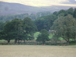 image of some wild scottish deer
